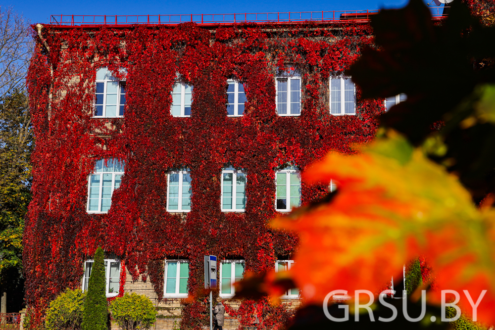 ФОТОФАКТ: Осенняя красота вблизи главного корпуса Купаловского университета!